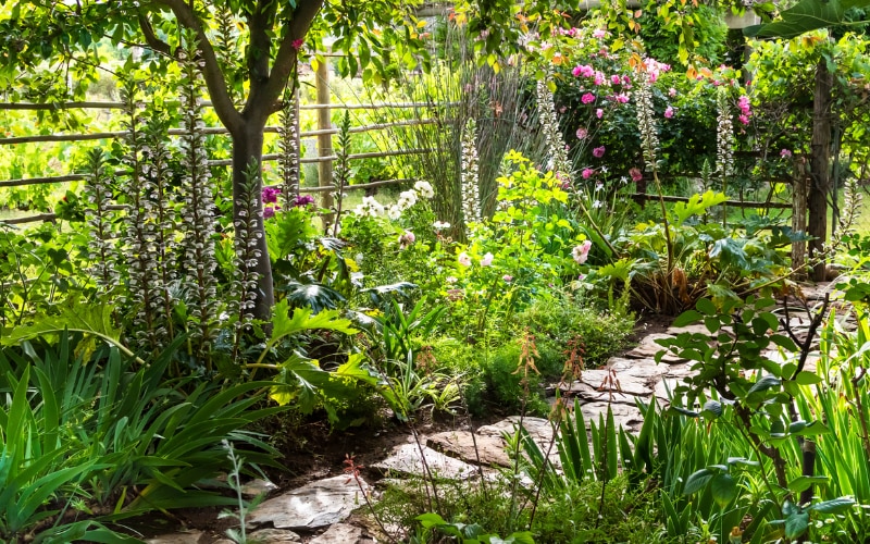 Summer garden with path running through and flowers out