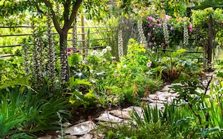 Summer garden with path running through and flowers out