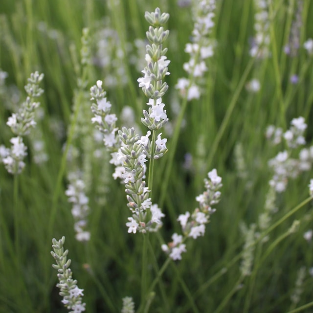 Lavender 'Edelweiss'