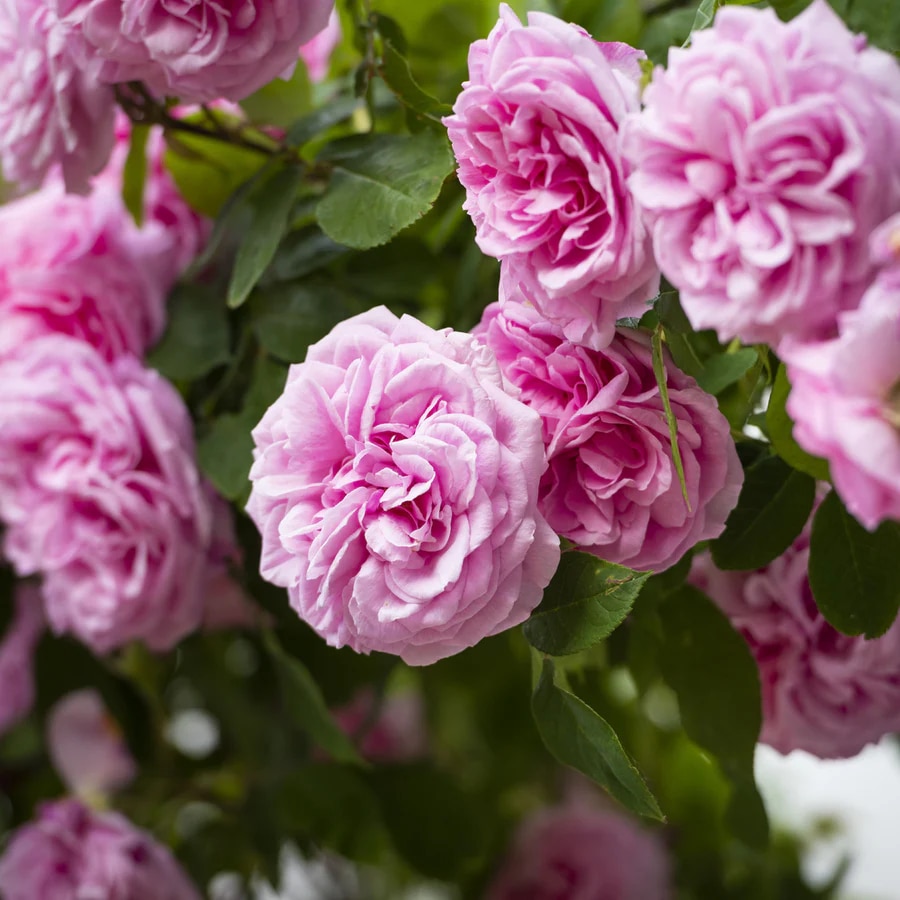 Climbing rose 'Gertrude Jekyll' 