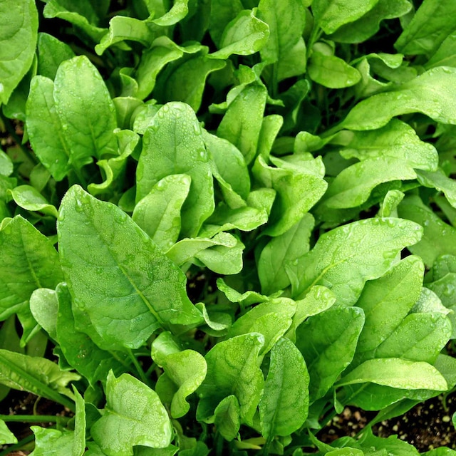 Perpetual spinach seeds