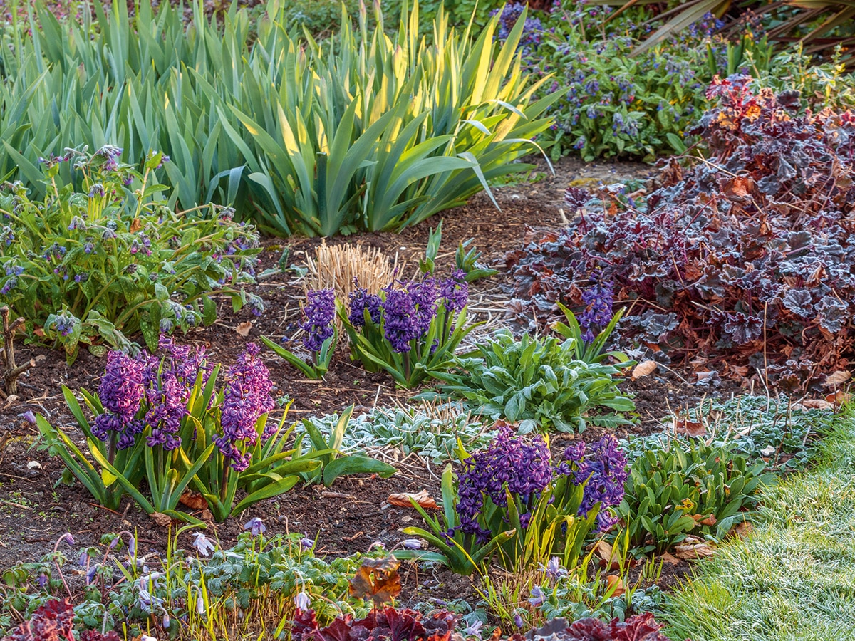 Hyacinths at St Timothee 