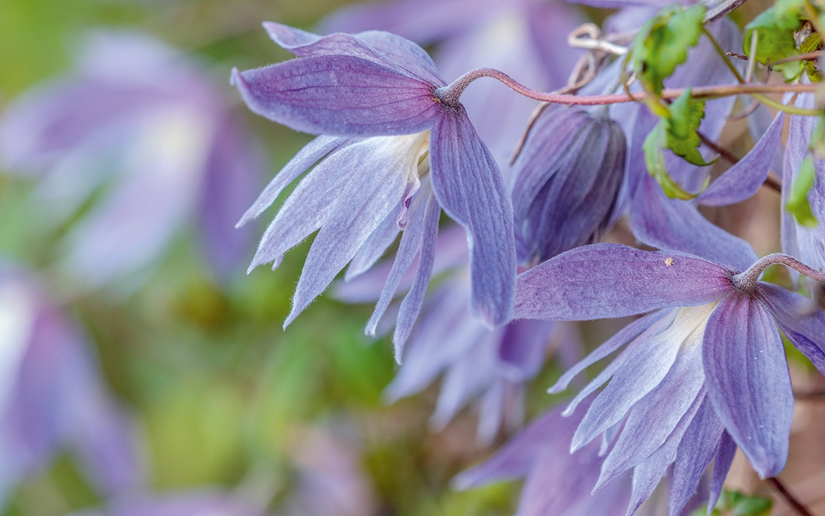 Dusky blue Clematis alpina at St Timothee 
