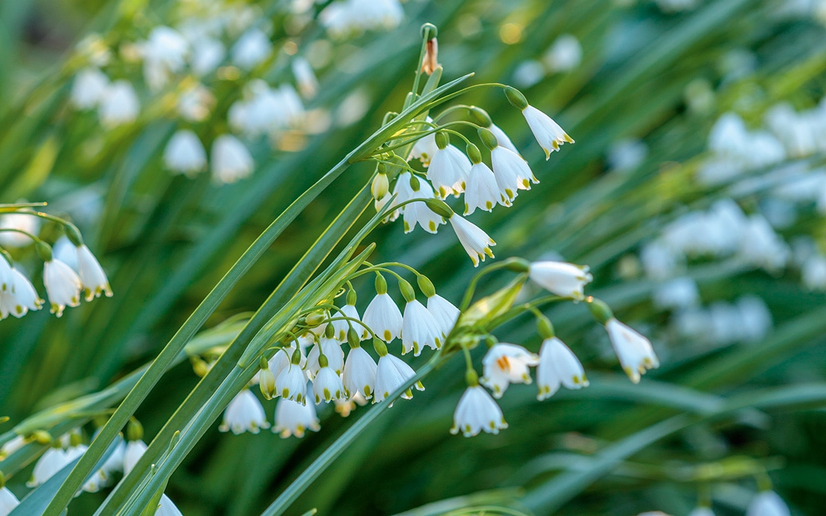 The snowflake, Leucojum aestivum.