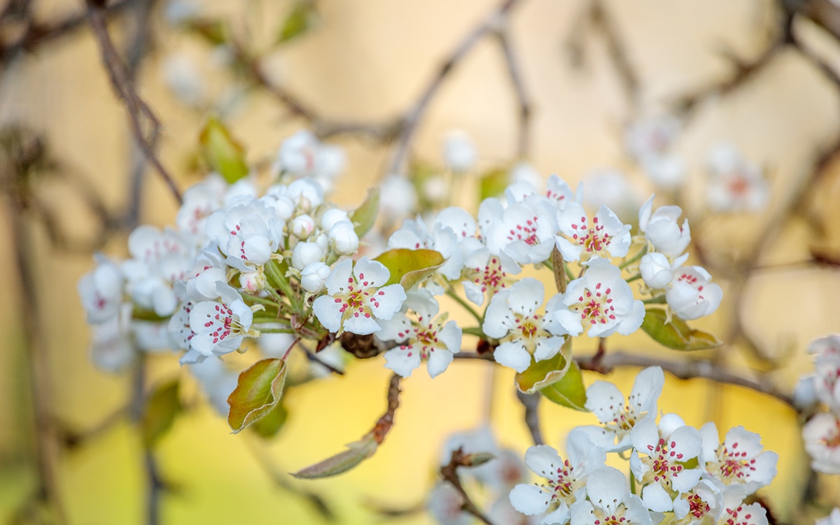  pear trees and crab apples produce a froth of delicate white blossom.