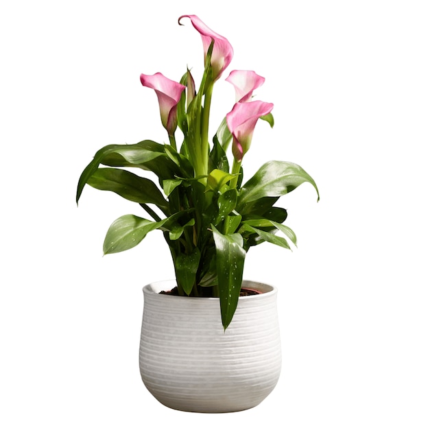 Pink calla lily in ceramic pot