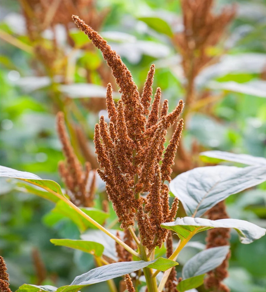 Amaranthus ‘Hot Biscuits’ 