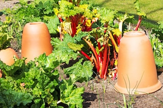 rhubarb forcing