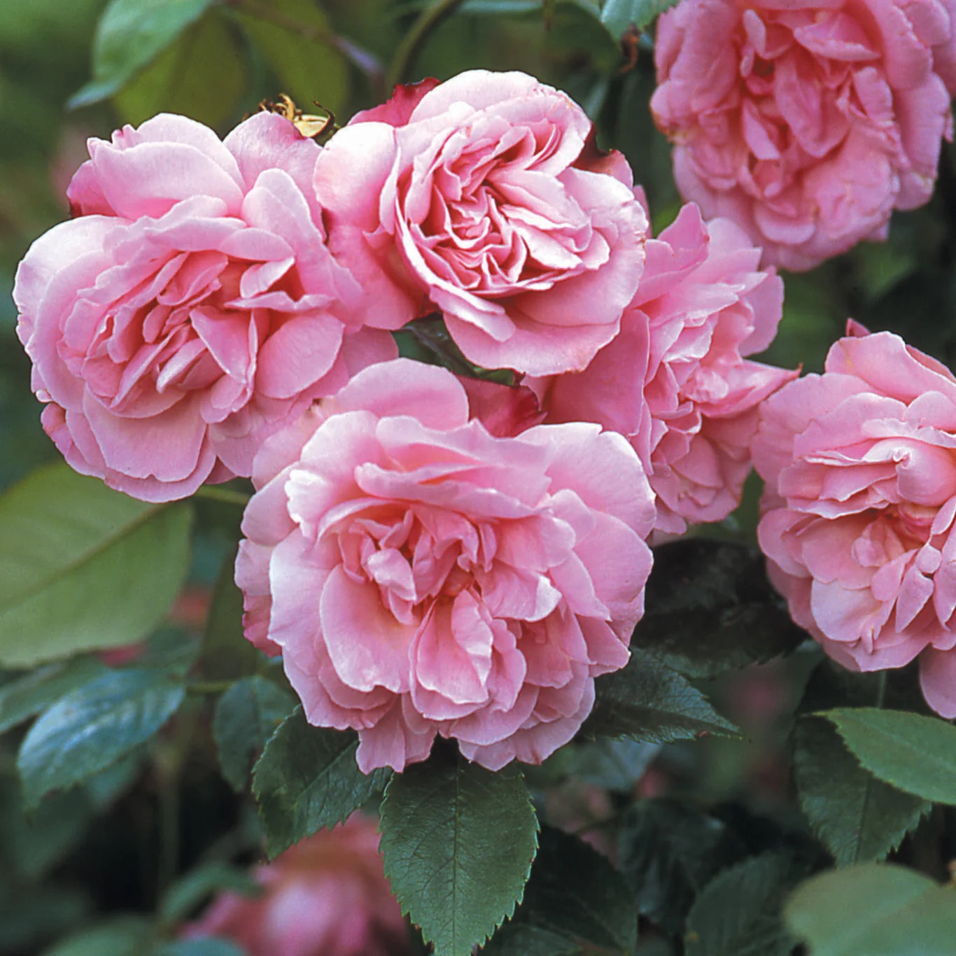 Rosa ‘Old Blush China’ 