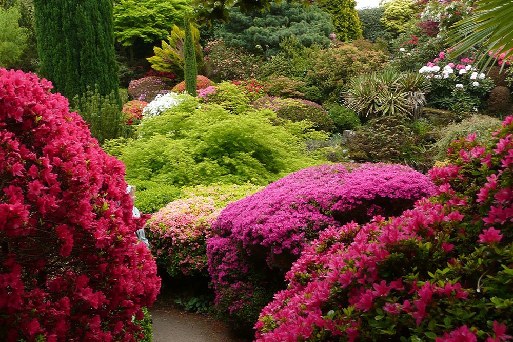 rhododendrons in bloom at Leonardslee Gardens