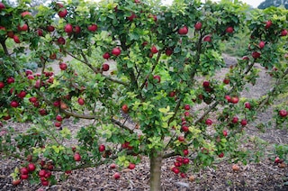Summer fruit pruning