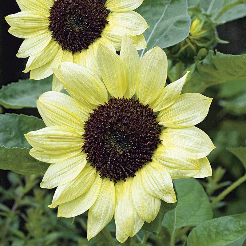 Helianthus annus ‘Valentine’