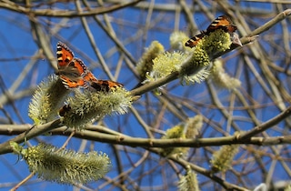 pollinators