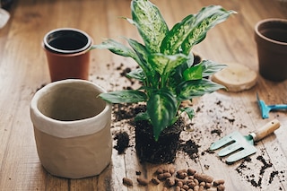 winter houseplant care