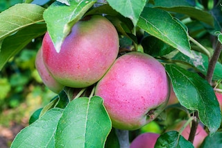 Best fruit for small gardens