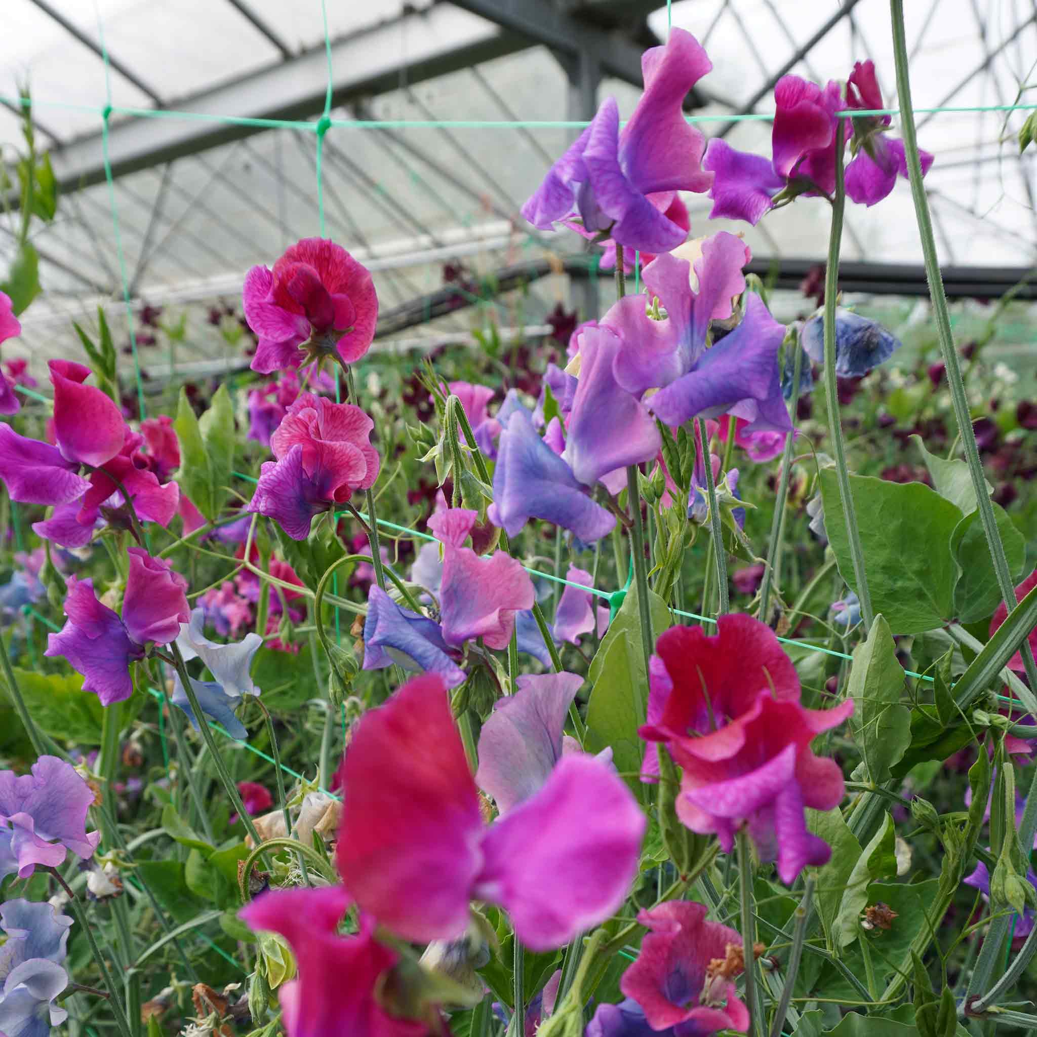 Sweet pea ‘Blue Shift’ 