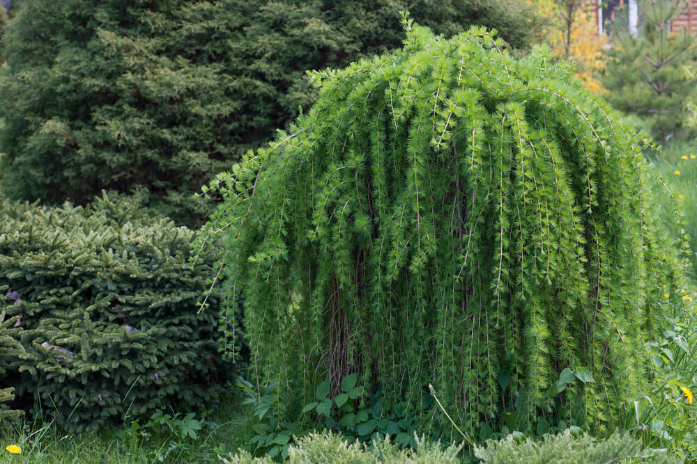 Larix decidua 'Pendula'