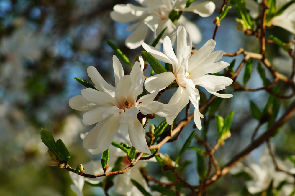 Sorbus koehneana 