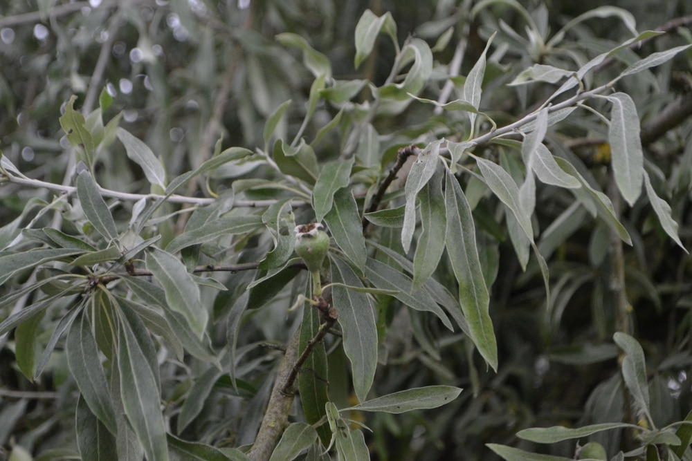 Pyrus salicifolia ‘Pendula’