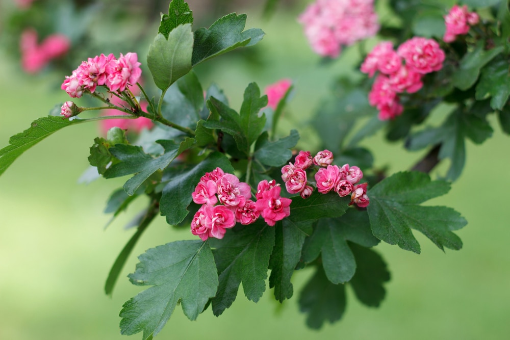 Crataegus laevigata ‘Paul’s Scarlet’