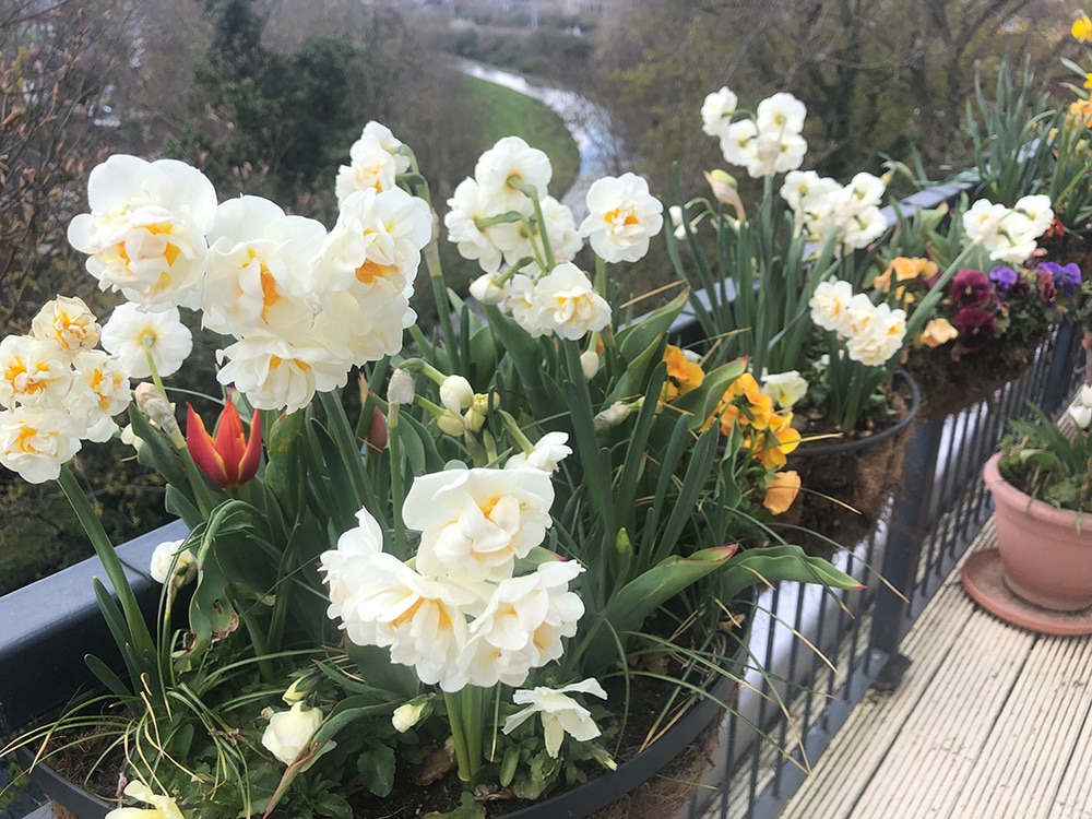 balcony gardening