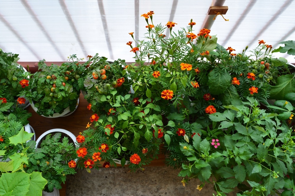 balcony vegetable garden