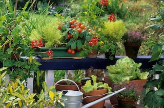 balcony vegetable garden
