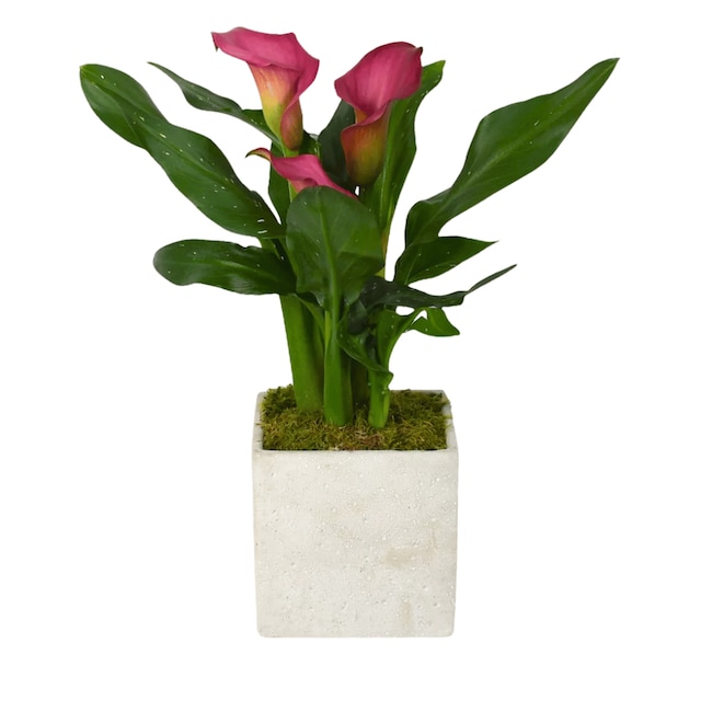 Calla lily in concrete pot, 40cm
