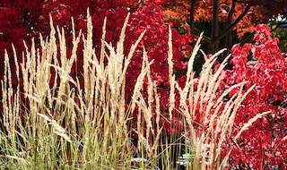 Flowers of Calamagrostis 'Karl Foerster' against a backdrop of red autumn leaves