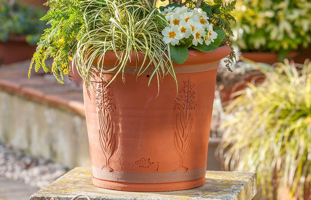 Terracotta pot with planting
