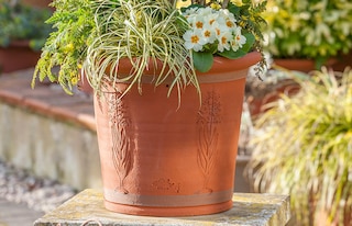 Terracotta pot with planting