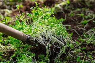 improvingsoilstructurewithgreenmanure-mustardcrops-theconcept