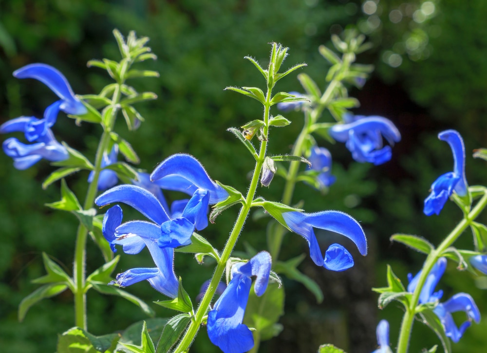 Blue flowers of Salvia patens