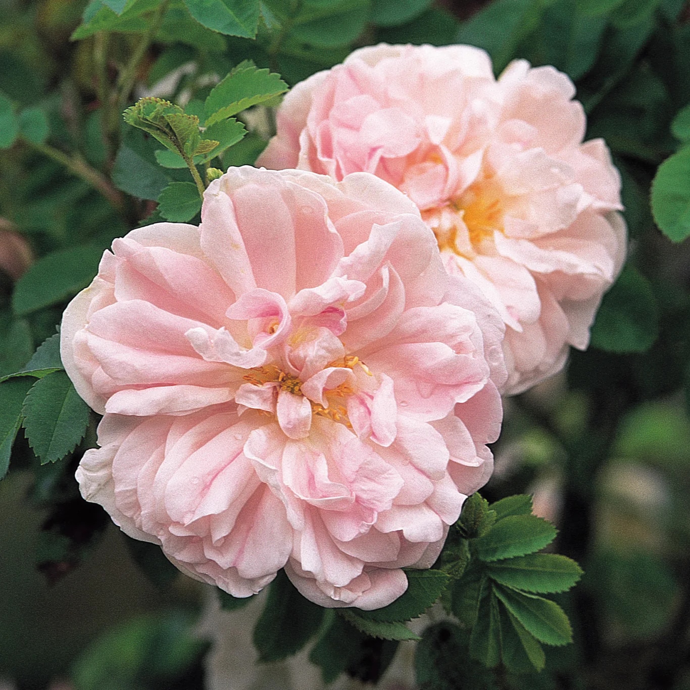 Rosa ‘Stanwell Perpetual’