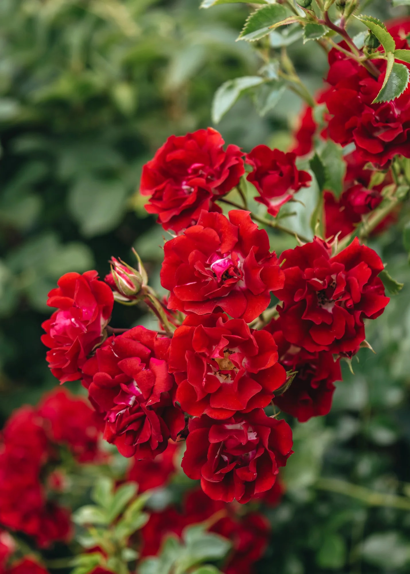  Rosa 'Rambling Rosie' 
