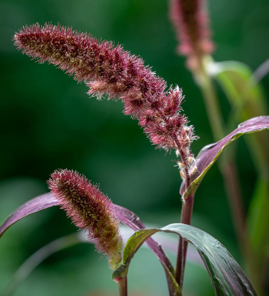 Setaria italica 'Red Jewel'