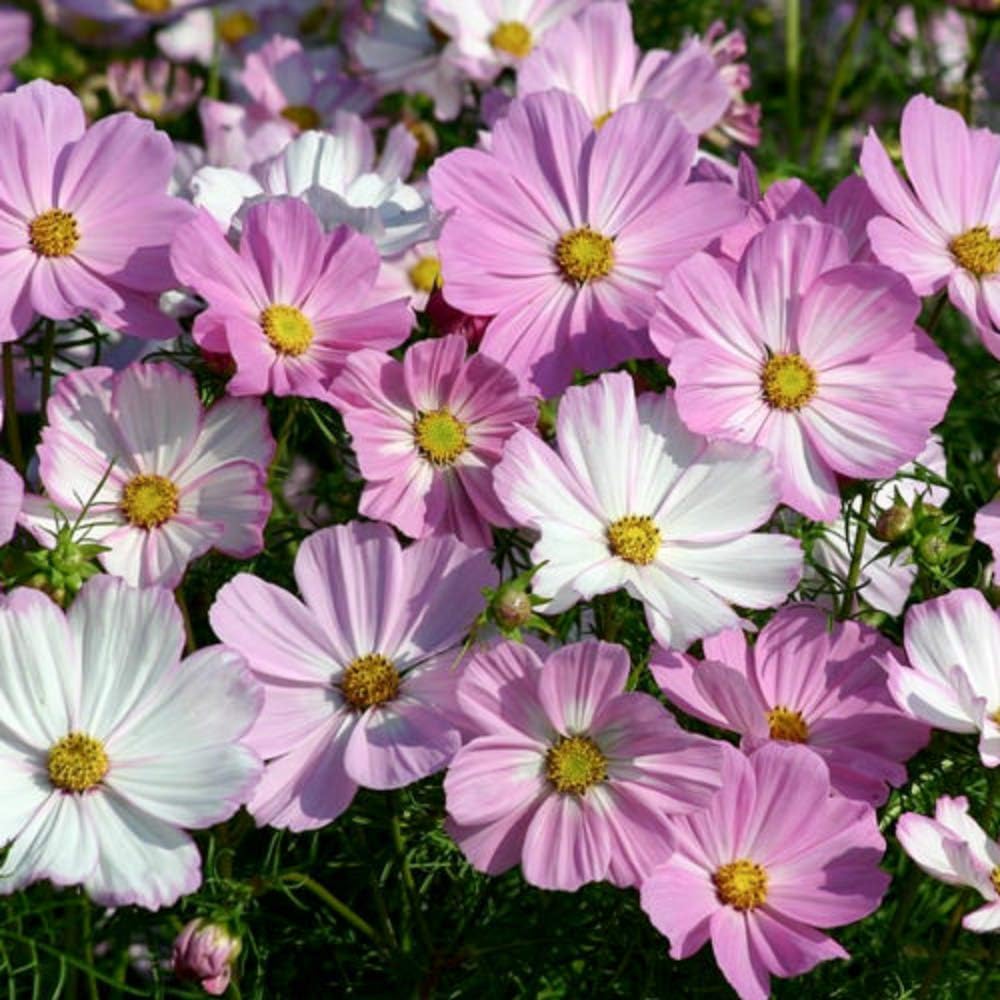 Cosmos bipinnatus ‘Sonata Pink’ 