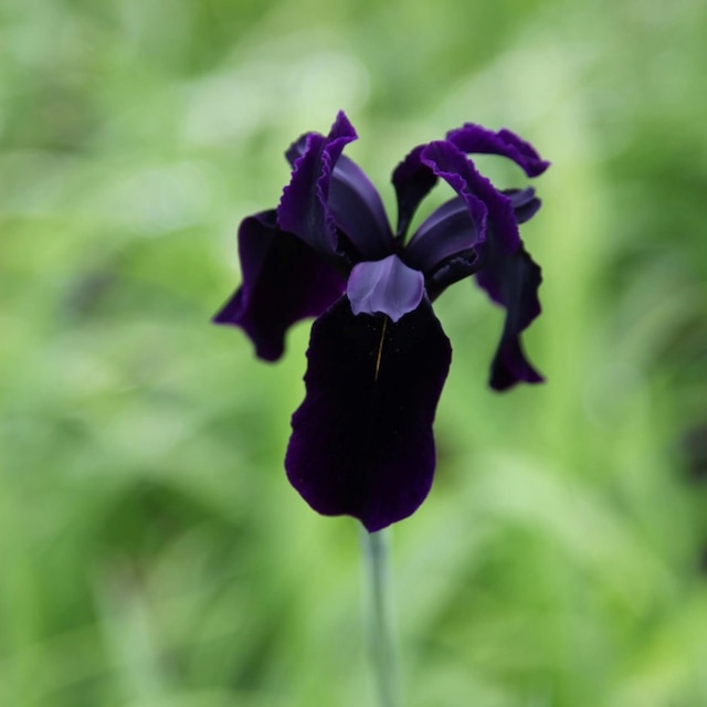  Iris Chrysographes Black-Flowered