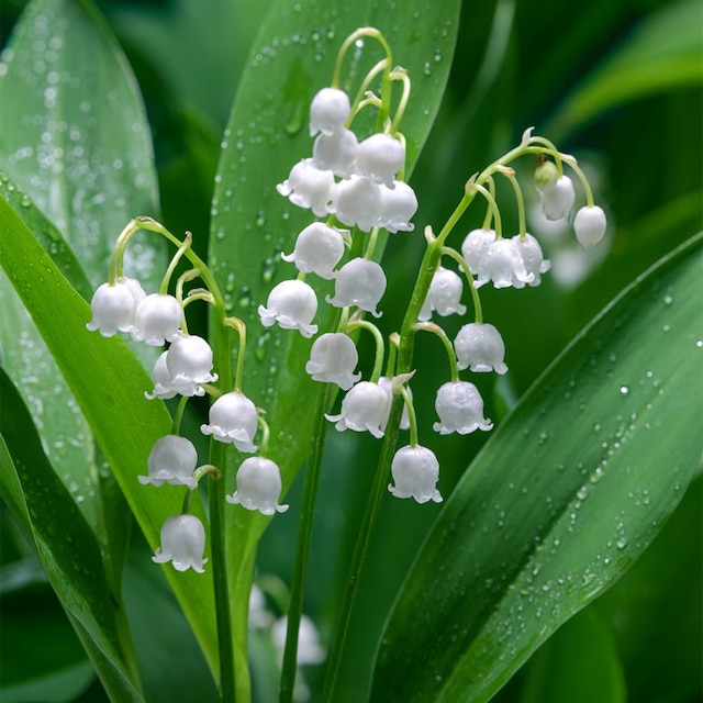 lily of the valley