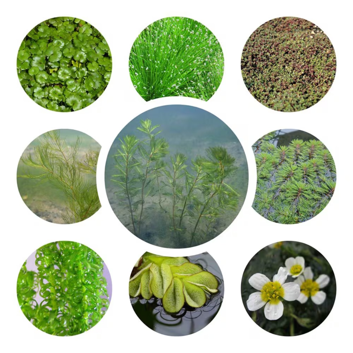 A SELECTION OF 9 CIRCLE IMAGES OF OXYGENATING PLANTS