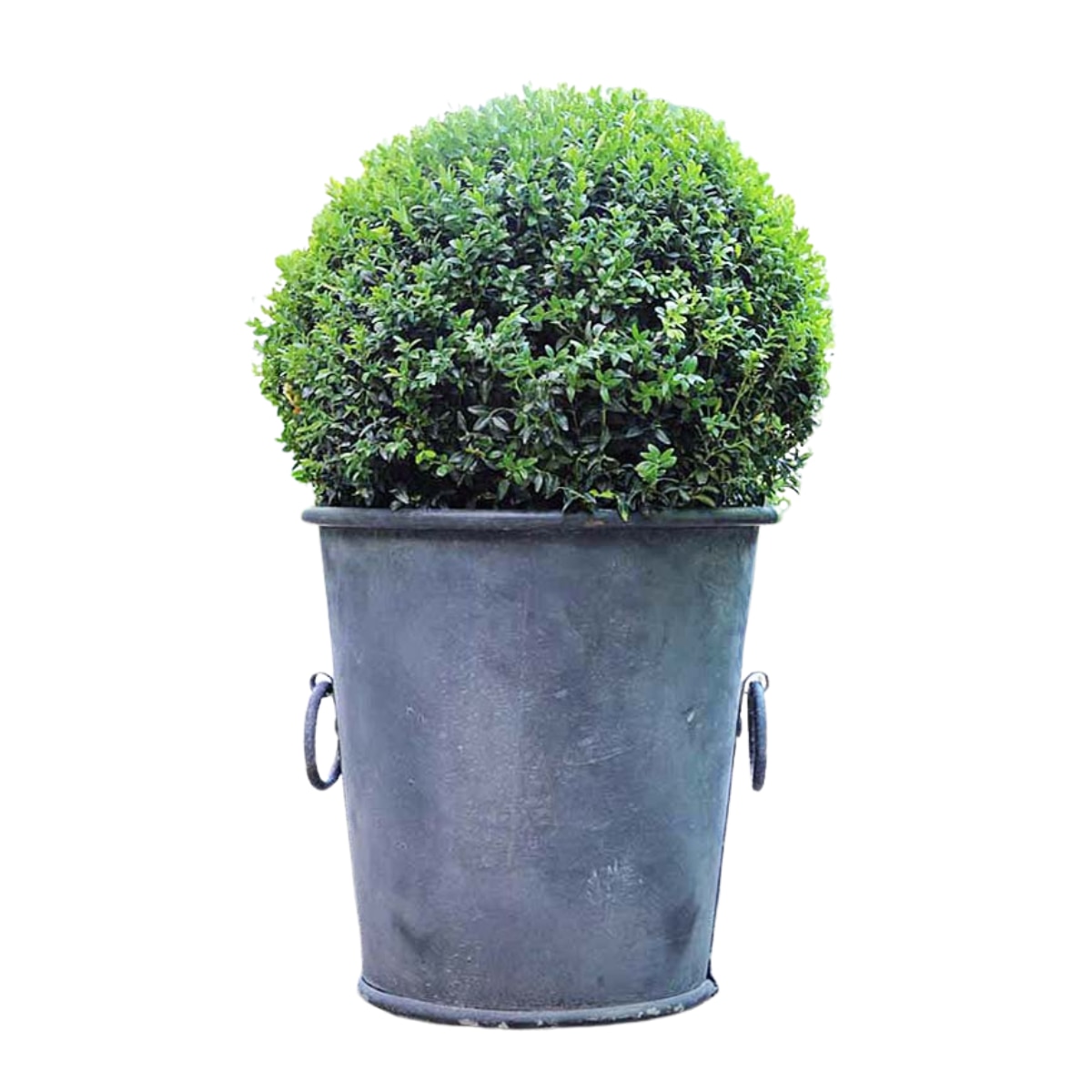 a zinc galvanised plat pot with handled and a round green bush