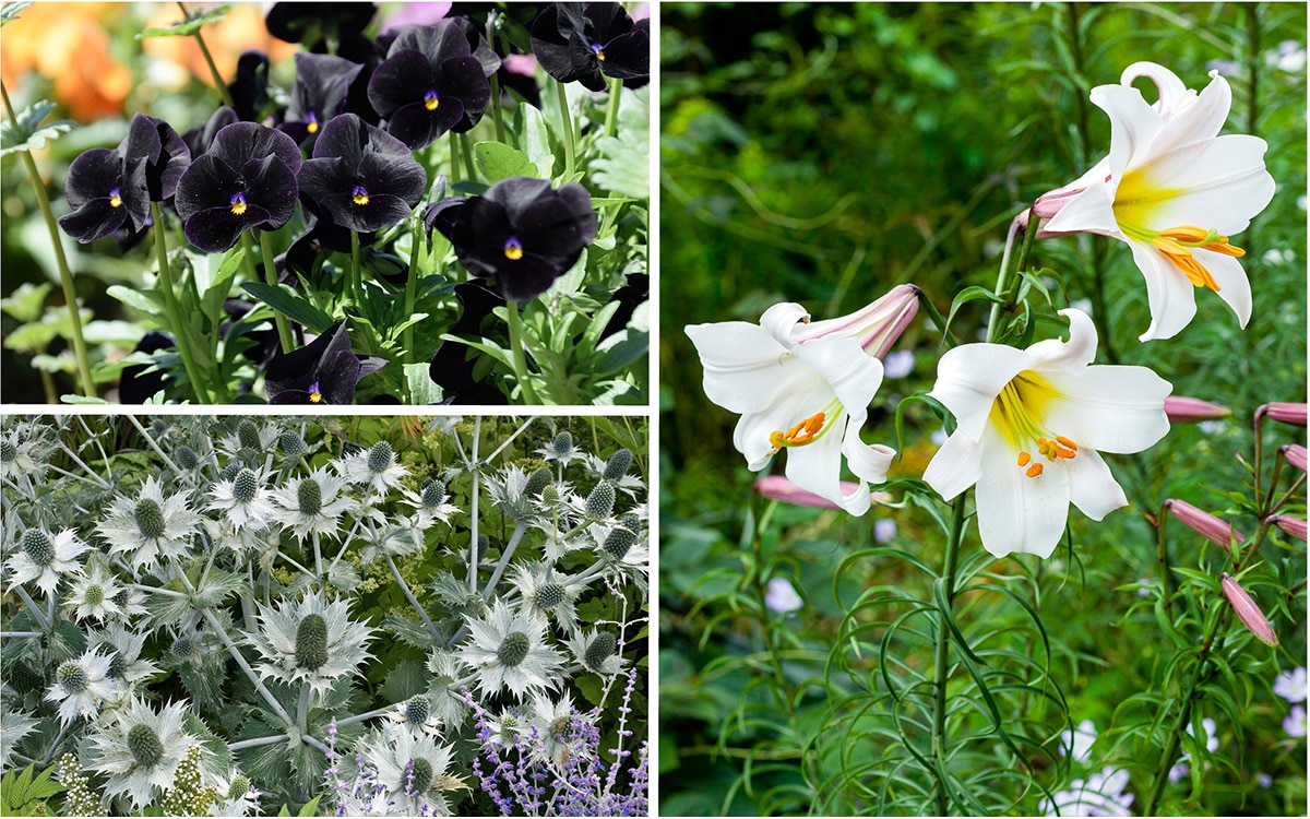 black and white flowers