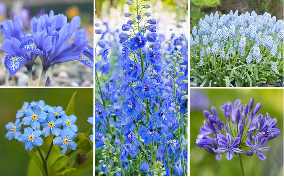 blue flowers