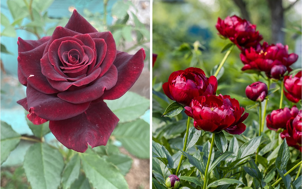burgundy flowers