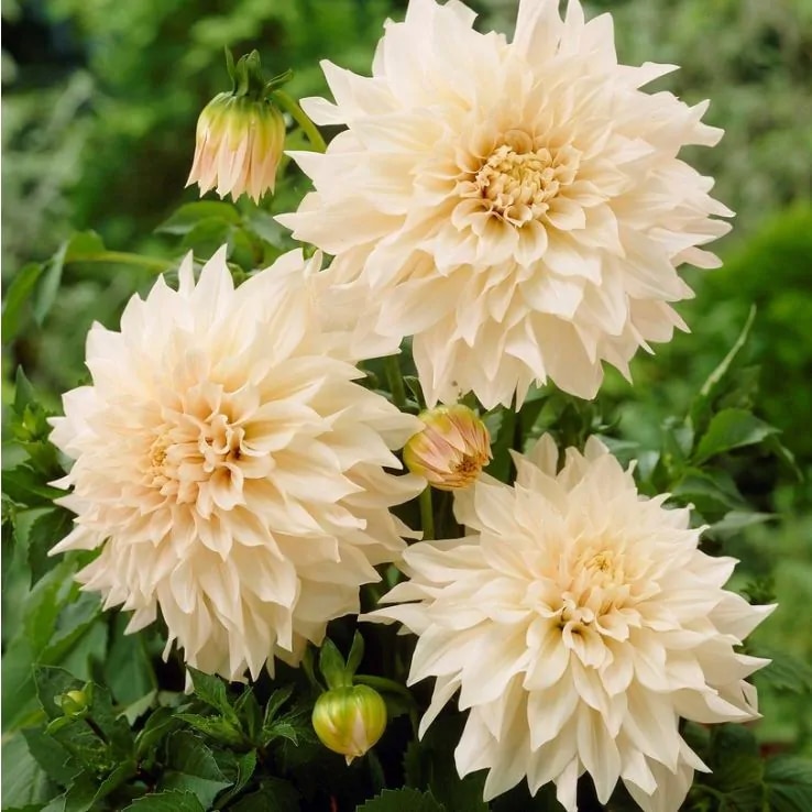 Dahlia ‘Café au Lait’ 