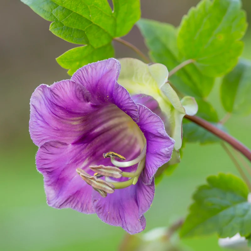 Cobaea scandens