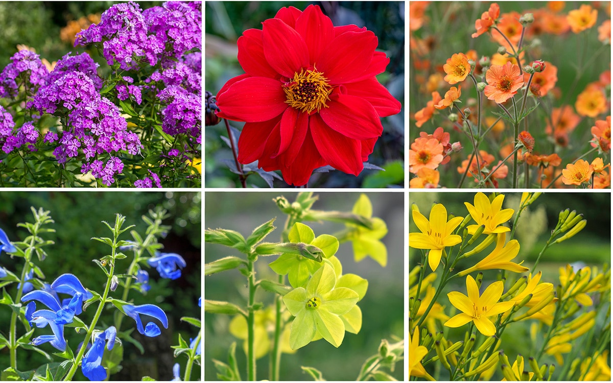 Colourful flowers