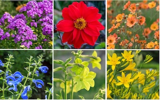 Colourful flowers