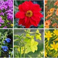 Colourful flowers
