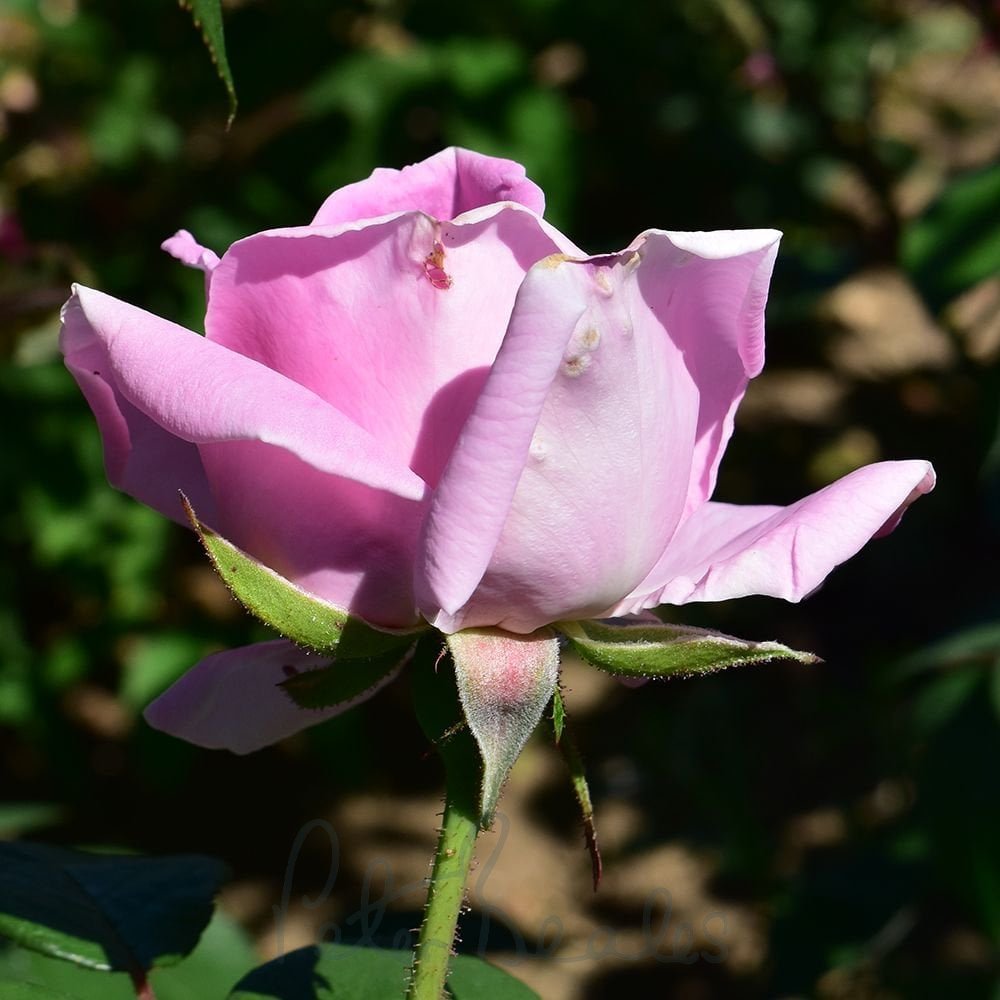 Rosa ‘Conrad F. Meyer’